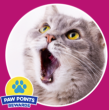 Buy Cat Stuff and Earn Points